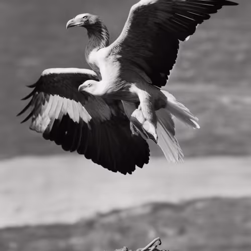 The Simurgh: King of the Birds: Image Generated by di Giovanni's English Translation 