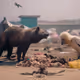 WILDLIFE ANALYSIS