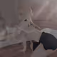 Albedo V4