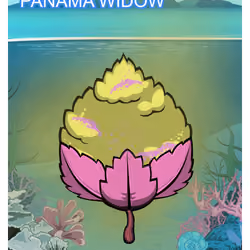 Panama Widow
