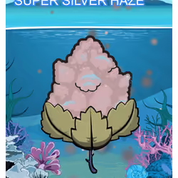 Super Silver Haze