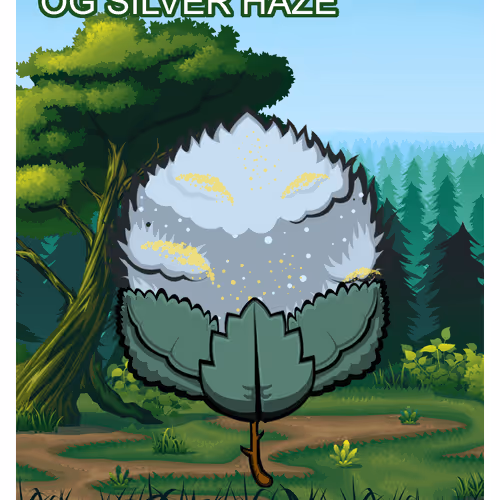 OG Silver Haze