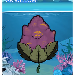AK Willow