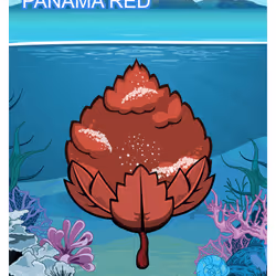 Panama Red