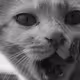 Just a Cat