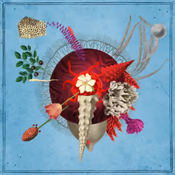 Preserved Seed #132519207
