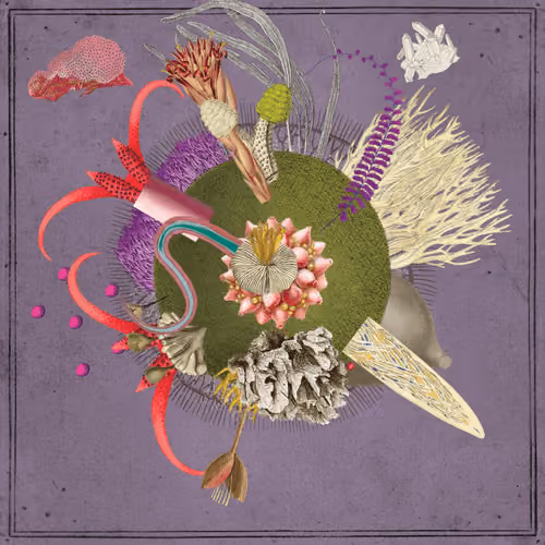 Preserved Seed #6031998