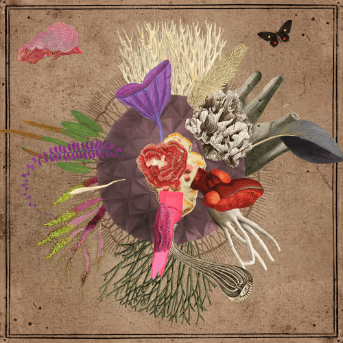 Flower Girls Seeds