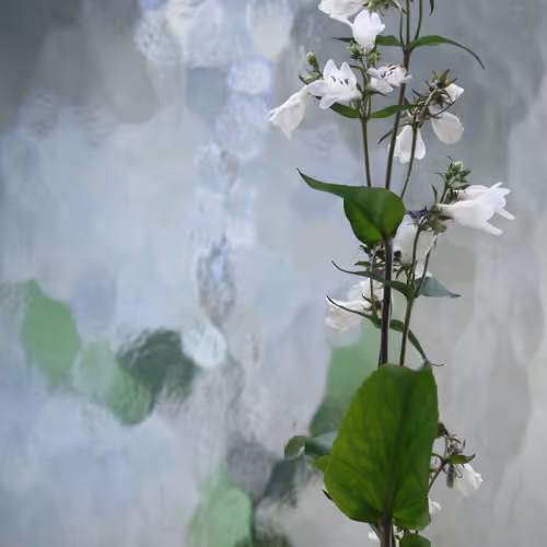 Flower Shower A1111ac011d0