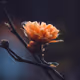 Lagerdahl Photography