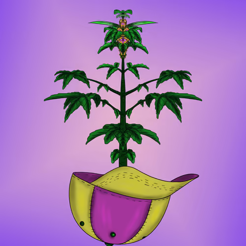 Mamba Kush #50