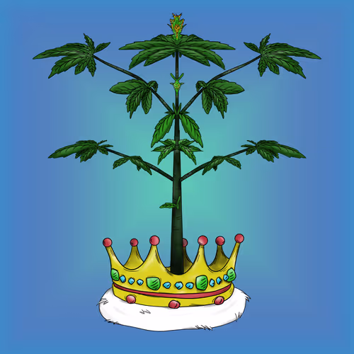 Cryptobordies Origins Buds
