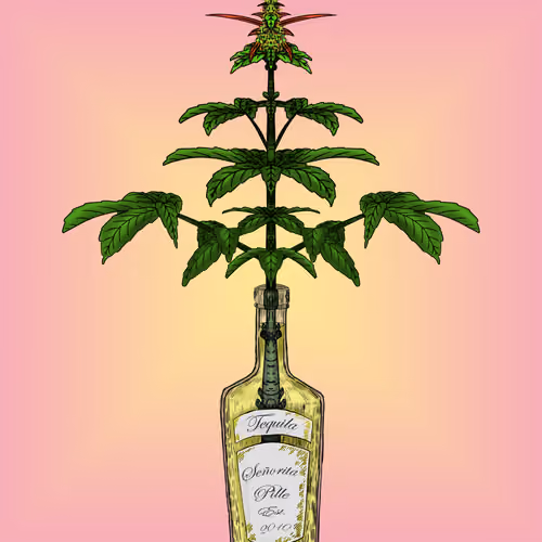 Señorita Kush #29