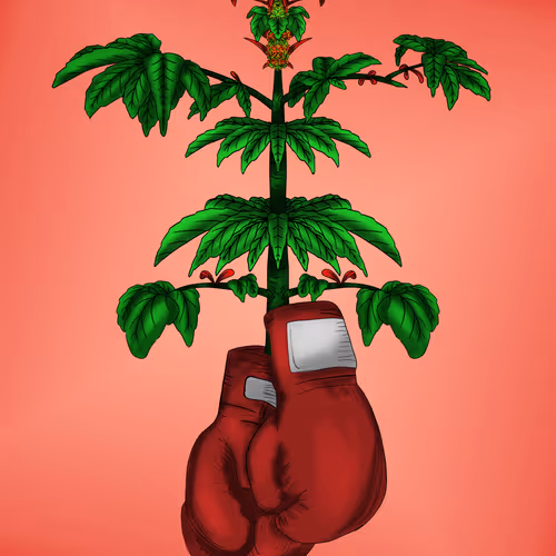 Cryptobordies Origins Buds