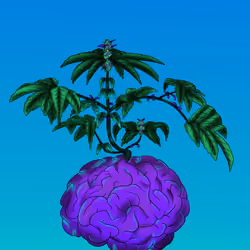 Big Brain #22