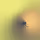 426