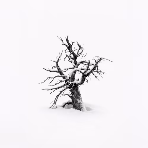 Silent Sentinels