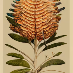 Giant Butterfly Banksia