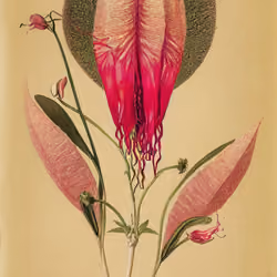 Pink-lipped Orb