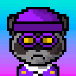 Raccoon #41