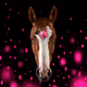 Amazing horses V2