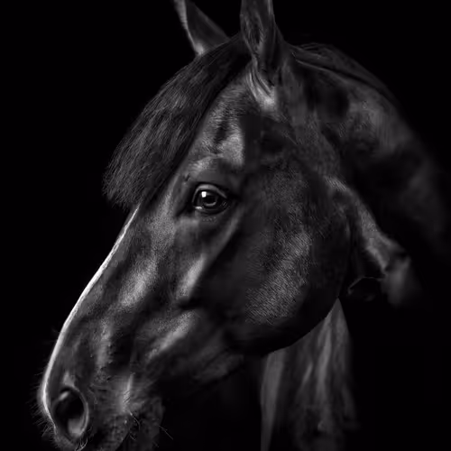Amazing Horses V2