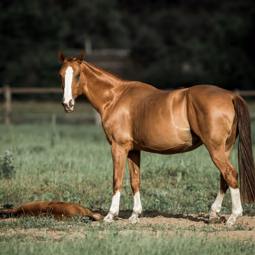Amazing Horses V2