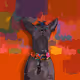 1155