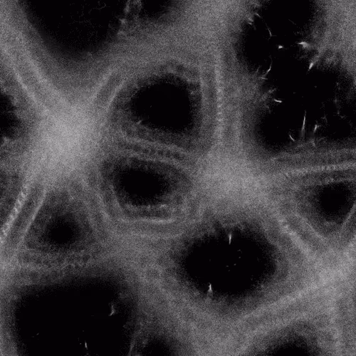 Item #41285037895643333678506599229217594042462856872765577229989444816834393086780 Media