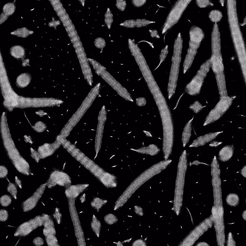 13891659075551035516373525909732448135021462143183580713795785540908171327833