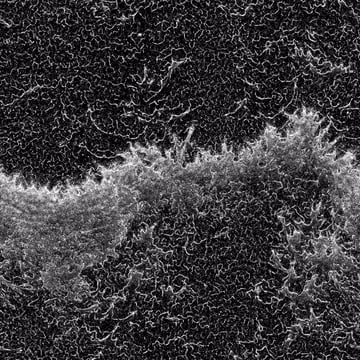 Item #113889147401935052428898332763019184710835162451406557728929988943288507065367 Media