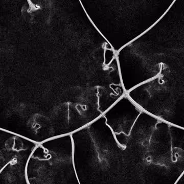 19896385305968253178382657295312611929067309497336284600677044000394779012156