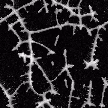 76437880945266110880979439294051220069386127150721581770839031461418041342059