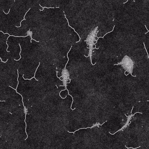 Item #55050774917150653852740670218003209296271264867167241957669303404149967543634 Media