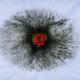 Blaze Of Desire