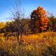 Woods by ChasSK