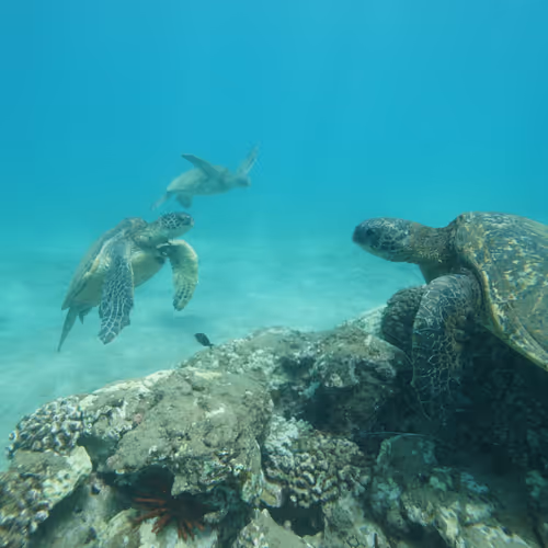 Turtle