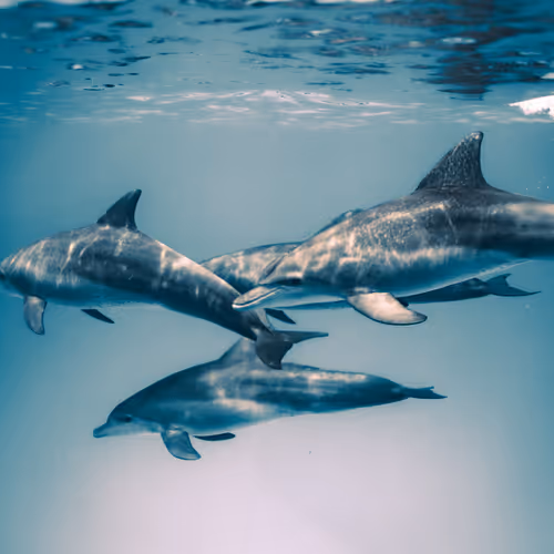 Watchers of The Sea