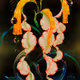 Flowers as Metaphorical Self