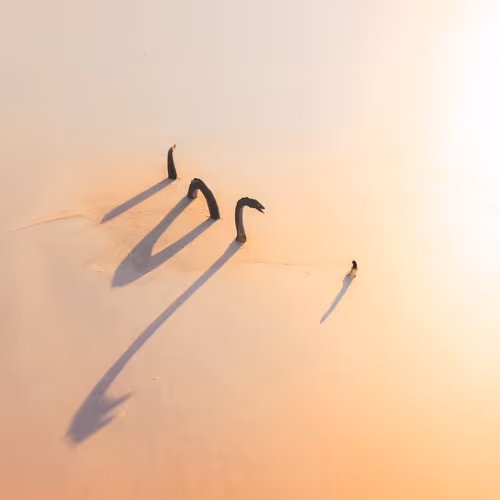 Muse and the Monster