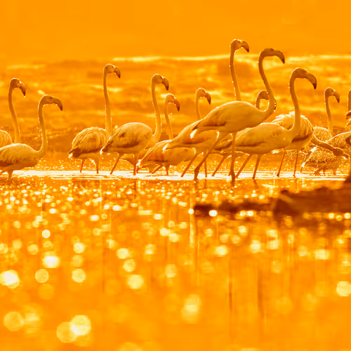Naturesgold