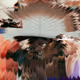 Silk Road #543