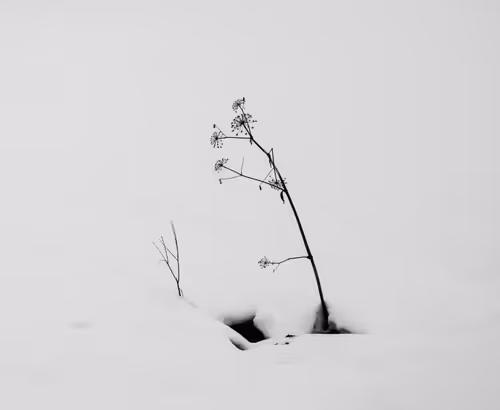 Winter Simplicity