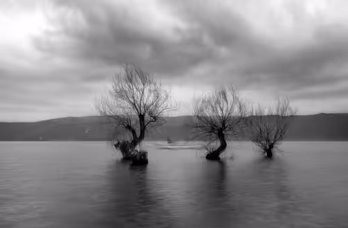 Solitude Trees