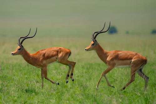 The Rooibok