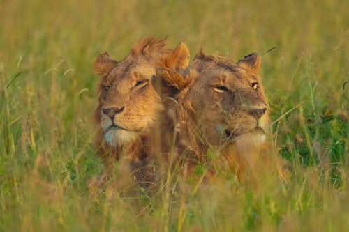 Brothers