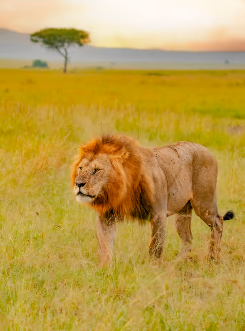 The King