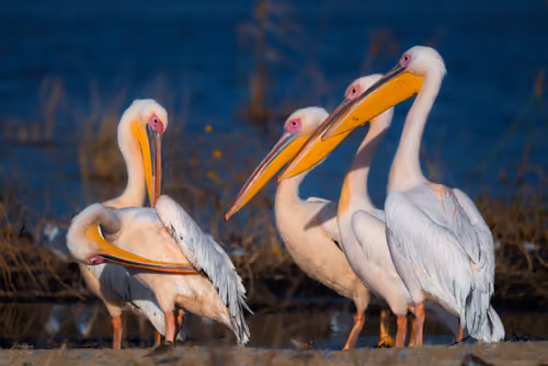 Pelican Briefing