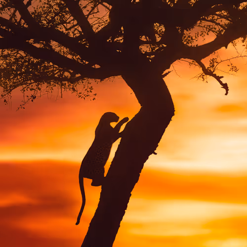 The Climber (African leopard)