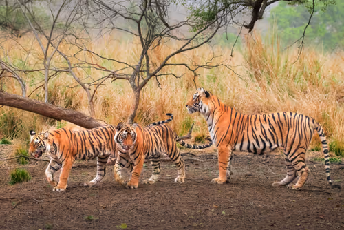 The Lost Legend of Ranthambore